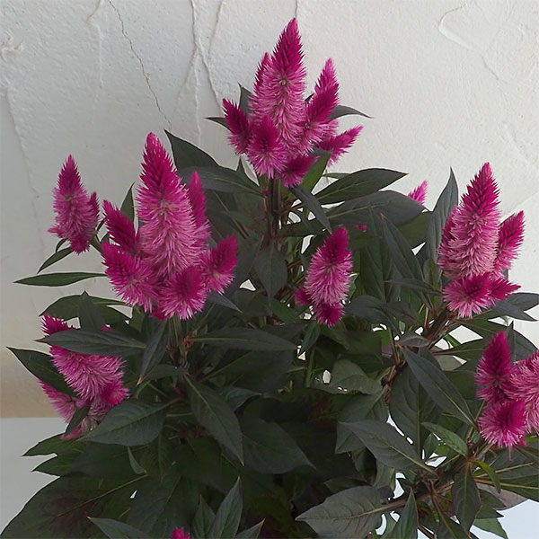 園芸ネット本店｜ケイトウ（セロシア）：ダークカラカス5号鉢植え の