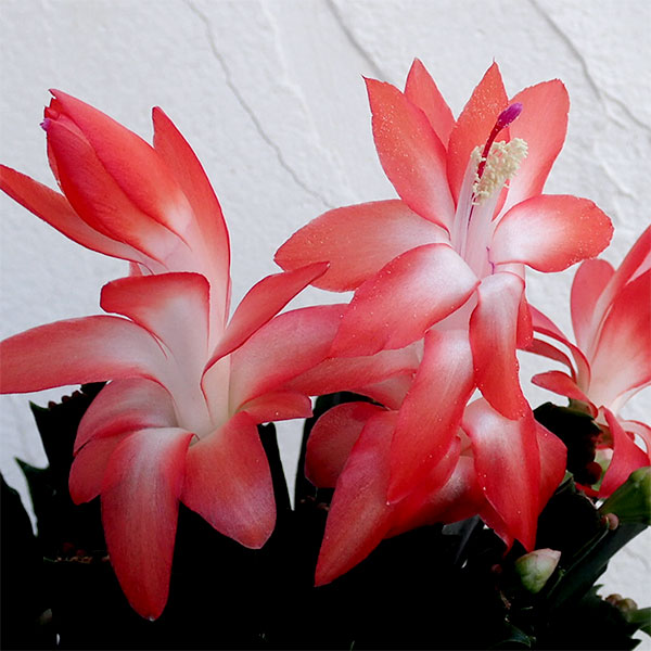 園芸ネット本店｜デンマークカクタス：オレンジ系5号鉢植え の通販【公式】