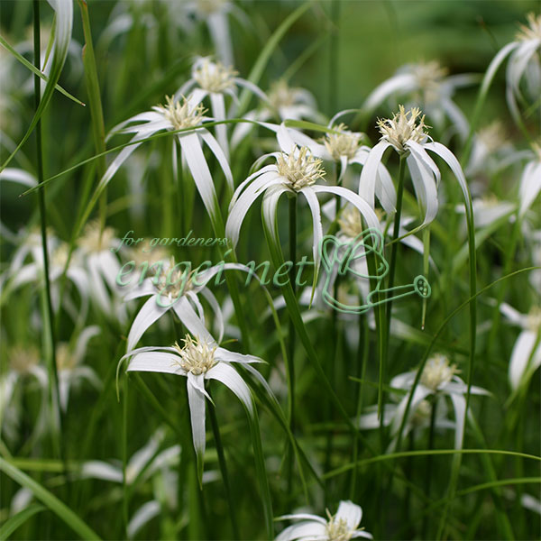 園芸ネット本店｜シラサギカヤツリ（シラサギスゲ）2.5-3号ポット の