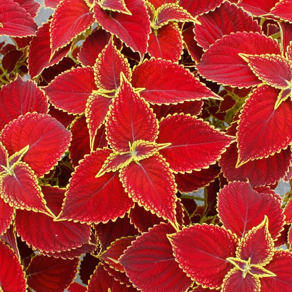 園芸ネット本店｜コリウス（大型）：ミリオンレッド3号ポット 6株