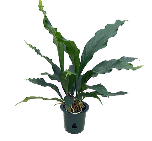 園芸ネット本店｜アンスリウム：フーケリー5号鉢植え の通販【公式】