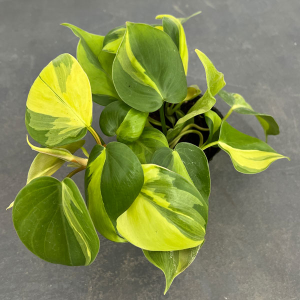 園芸ネット本店｜フィロデンドロン：オキシカルジウム ブラジル 3号