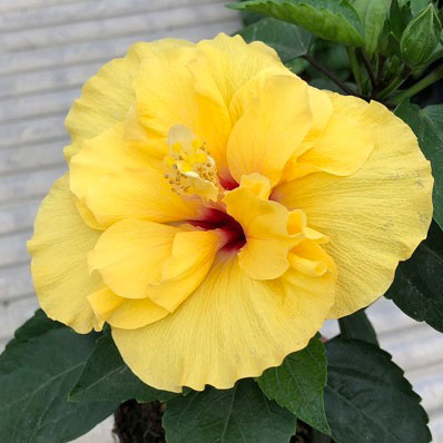 園芸ネット本店｜ハイビスカス（ニューロングライフ）：アドニスダブル