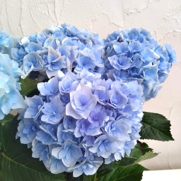 園芸ネット本店｜アジサイ：ポージィーブーケ エリー（ブルー）5号