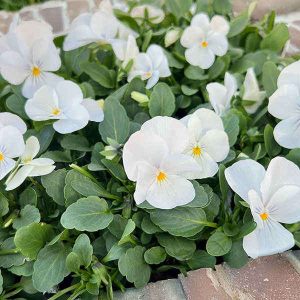 園芸ネット本店｜ビオラ：ビビ クリアホワイト3～3.5号ポット の通販