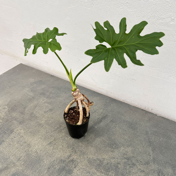 園芸ネット本店｜フィロデンドロン：セローム根上がり2.5号ポット の