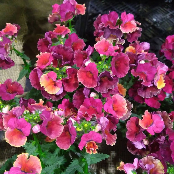 園芸ネット本店｜ネメシア：ネシア トロピカル3.5号ポット の通販【公式】