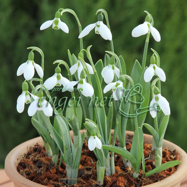 園芸ネット本店｜[送料無料]スノードロップ：ガランサス・エルウィシー