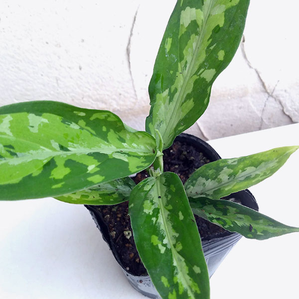 園芸ネット本店｜アグラオネマ：ピクタム トリコロール エウレカ3号