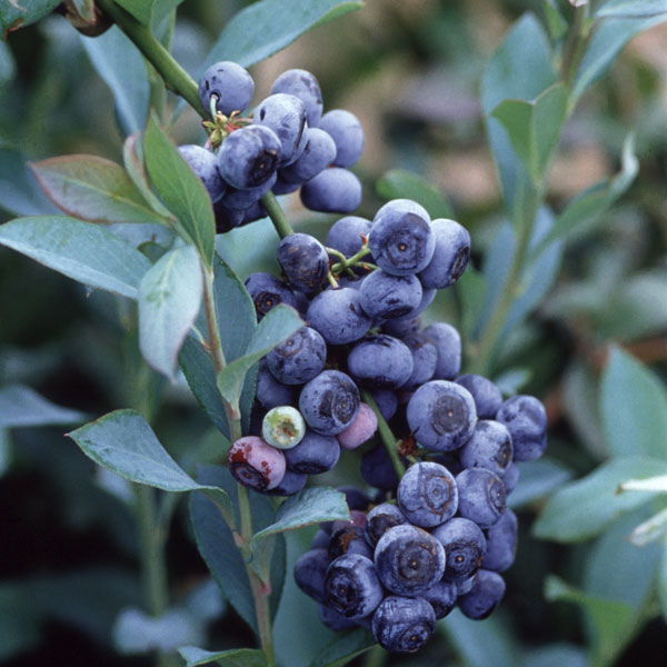 園芸ネット本店｜ブルーベリー（ラビットアイ系）：タカヘ5号ポット の