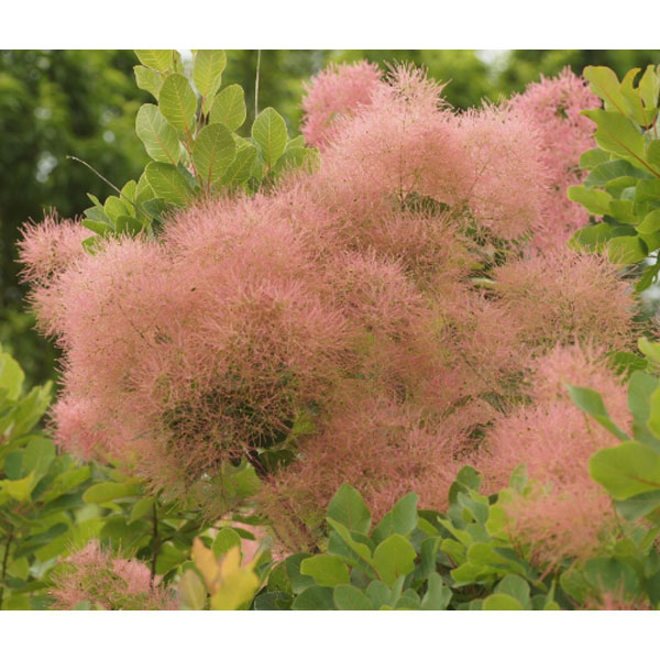 園芸ネット本店｜スモークツリー：ラブリーローズ 3号ポット の通販