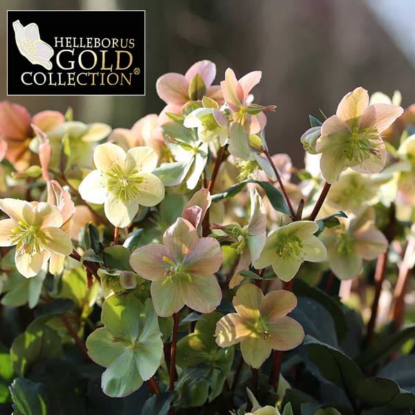 園芸ネット本店｜クリスマスローズ（原種交配）：*HGCマホガニースノー