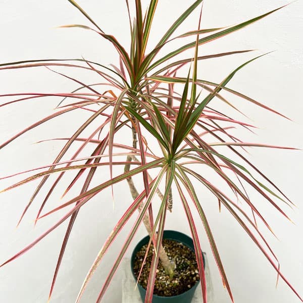 園芸ネット本店｜ドラセナ：コンシンネ レインボー（曲がり仕立て） 6