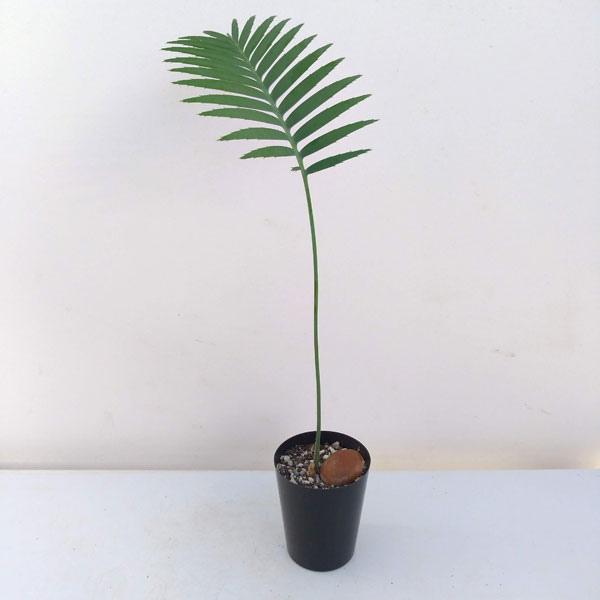 園芸ネット本店｜ディオーン：スピヌロスム 3号ポット の通販【公式】