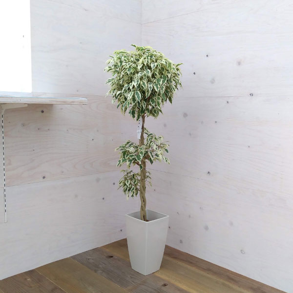 園芸ネット本店｜フィカス ベンジャミン斑入り（スターライト）1本立ち