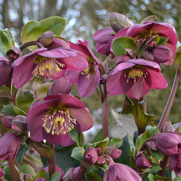 園芸ネット本店｜クリスマスローズ：*HGC Ice N'roses 氷の薔薇 レッド