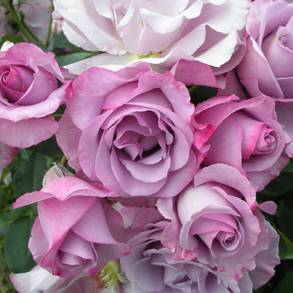 園芸ネット本店｜[送料無料]デルバールローズ：ディオレサンス新苗4号