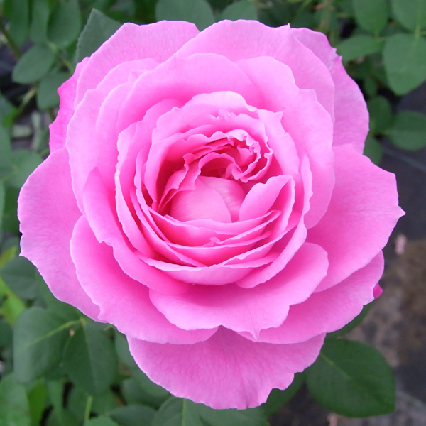 園芸ネット本店｜[送料無料][26年4月上旬予約]オールドローズ：ミセス