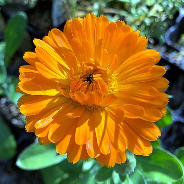 園芸ネット本店｜ポットマリーゴールド3号ポット 2株セット の通販【公式】