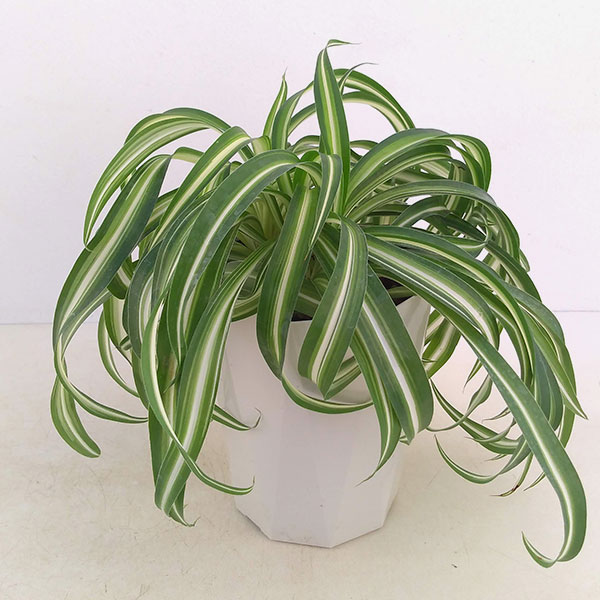 園芸ネット本店｜オリヅルラン：ボニー4号鉢植え の通販【公式】