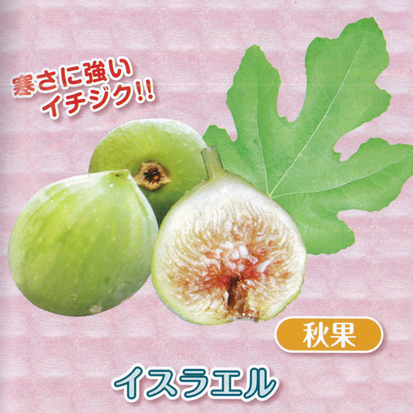 園芸ネット本店｜甘～いミニイチジク：イスラエル3号ポット の通販【公式】