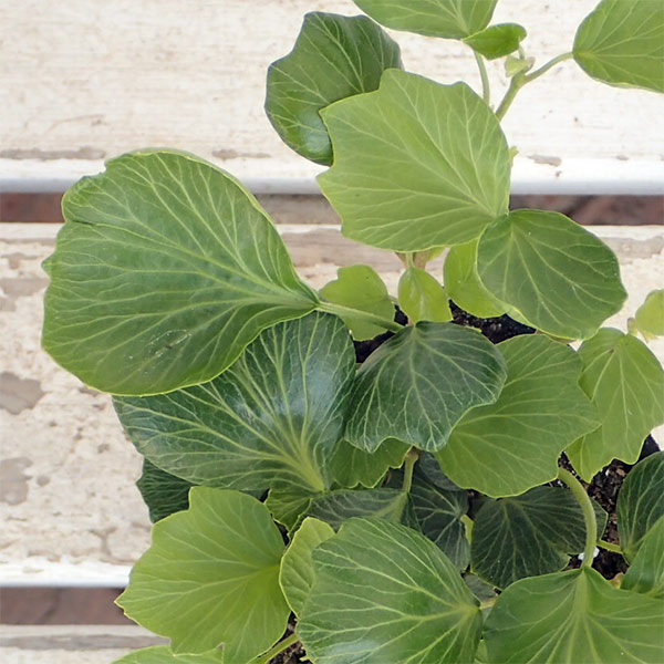 園芸ネット本店｜ヘデラ（アイビー）：ヘリックス コックルシェル2.5号