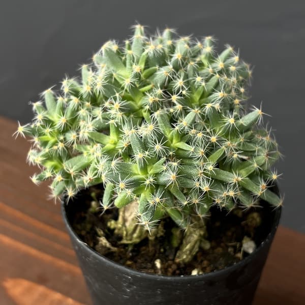 園芸ネット本店｜トリコディアデマ：デンサム 紫晃星 3号鉢植え の通販