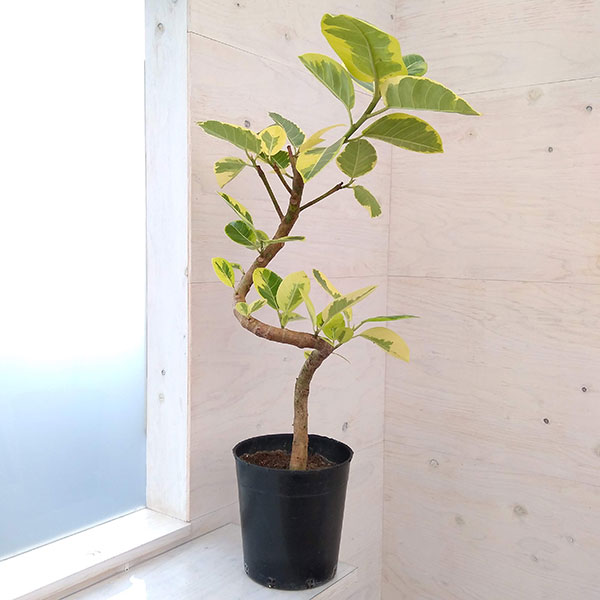 園芸ネット本店｜フィカス：アルテシマ （らせん仕立て）7号硬質ポット