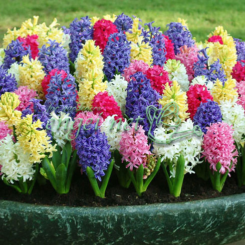 園芸ネット本店｜ヒヤシンス：カラフルミックス 混合5球 の通販【公式】