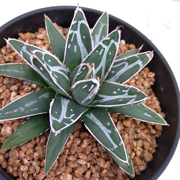 園芸ネット本店｜アガベ（リュウゼツラン）：笹の雪 4号ポット の通販