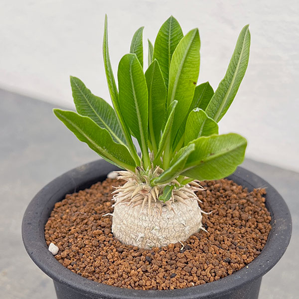 園芸ネット本店｜パキポディウム：恵比寿大黒（実生株） 3号鉢植え* の