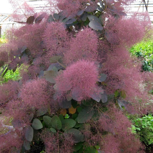 園芸ネット本店｜スモークツリー：グレース3号ポット の通販【公式】