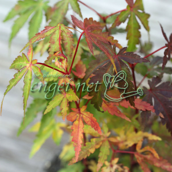 園芸ネット本店｜モミジ（カエデ）：珊瑚閣（サンゴカク）2.5号ポット