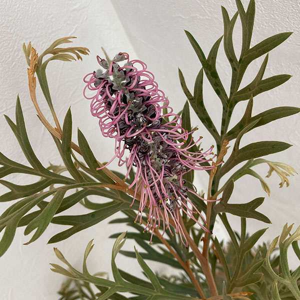 園芸ネット本店｜グレヴィレア：ドーンパープル 5号鉢植え の通販【公式】