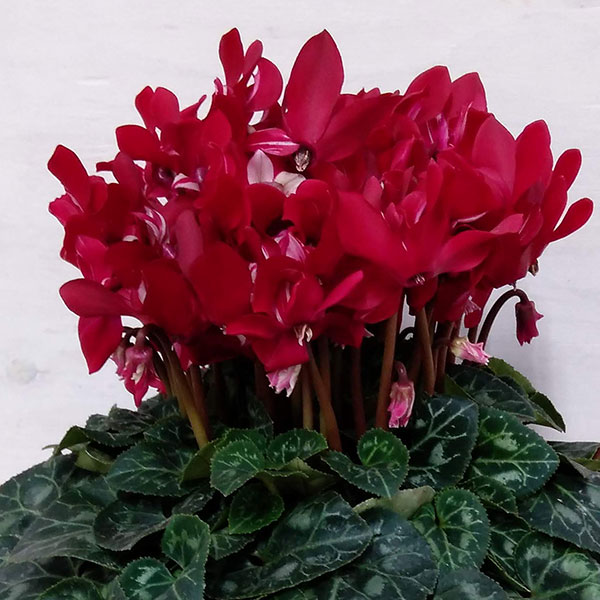 園芸ネット本店｜シクラメン：スーパージックスワインレッド5号鉢植え