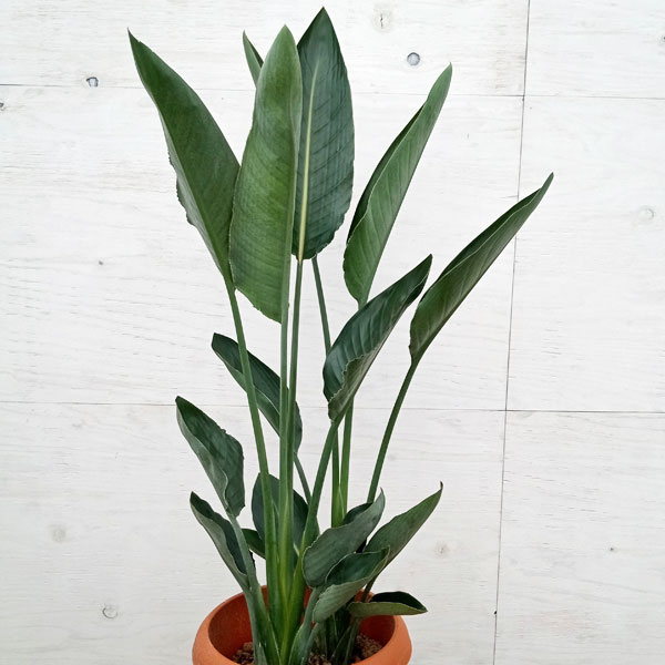 園芸ネット本店｜ストレリチア：レギネ（極楽鳥花） 8号鉢植え の通販