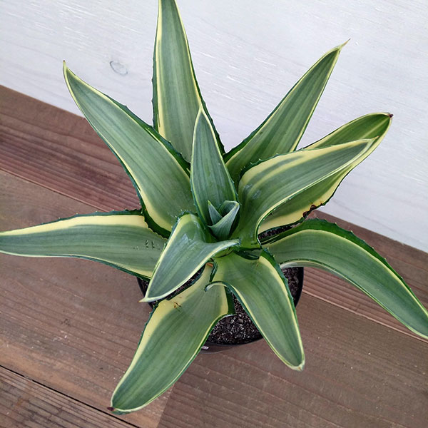 園芸ネット本店｜アガベ：ジョーホーク（クリーミー斑入り） 6号 の