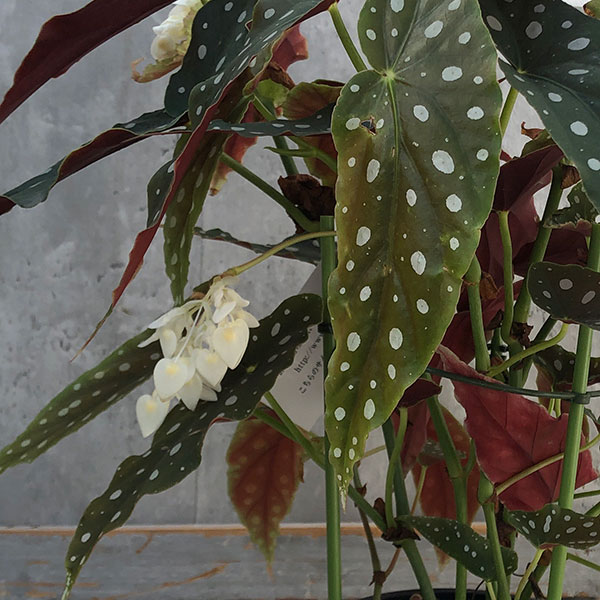 園芸ネット本店｜ベゴニア：マクラータ 5号鉢植え の通販【公式】