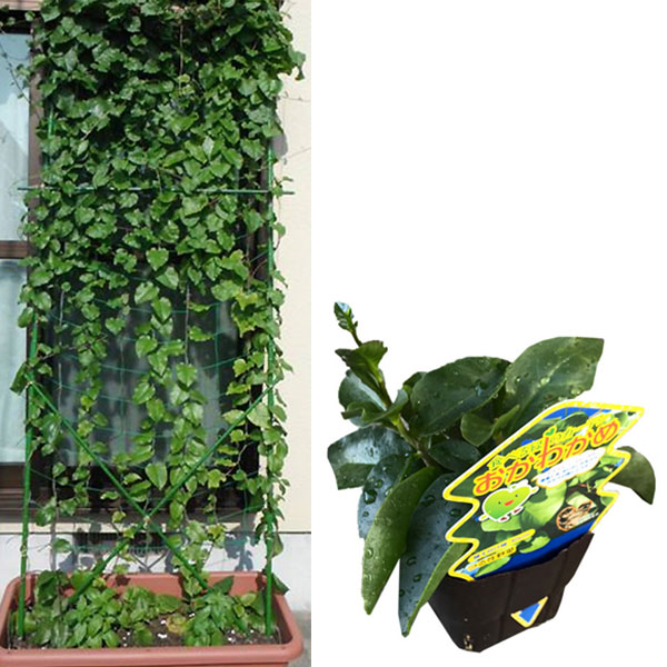 園芸ネット本店｜[26年4月上旬予約]オカワカメ（アカザカズラ）2株植え