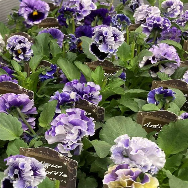 園芸ネット本店｜パンジー：松原園芸さんのアンティークラッフル