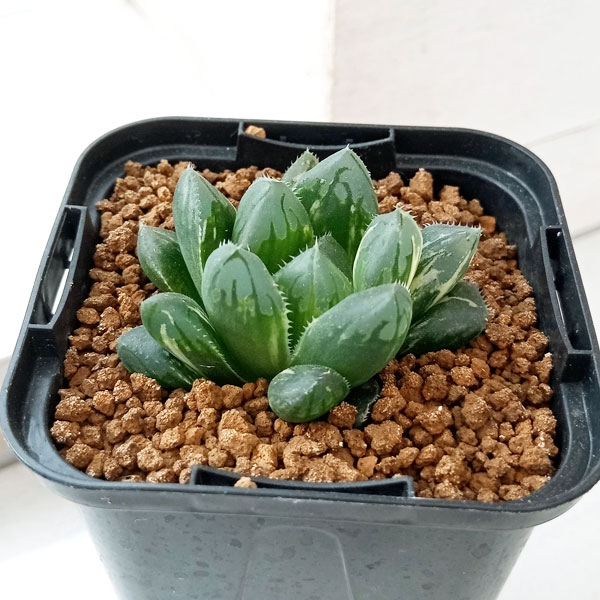 園芸ネット本店｜ハオルチア オブツーサ錦 2.5号 の通販【公式】