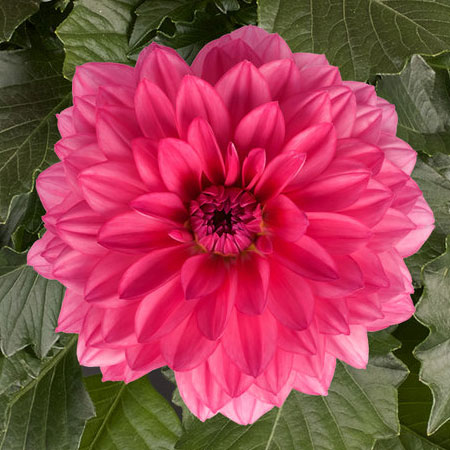 園芸ネット本店｜ダリア：ダリーニャマキシ メンドーサ(ピンク）4号鉢