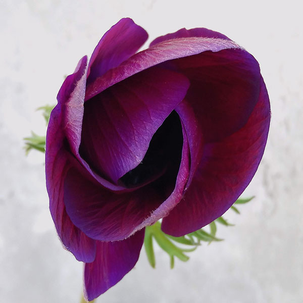 園芸ネット本店｜アネモネ：ミストラル（パープル系）3号ロングポット