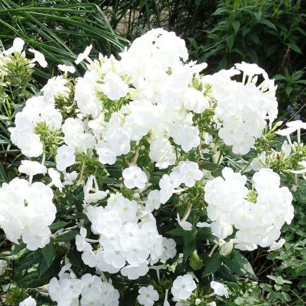 園芸ネット本店｜宿根フロックス：ホワイト3号ポット の通販【公式】