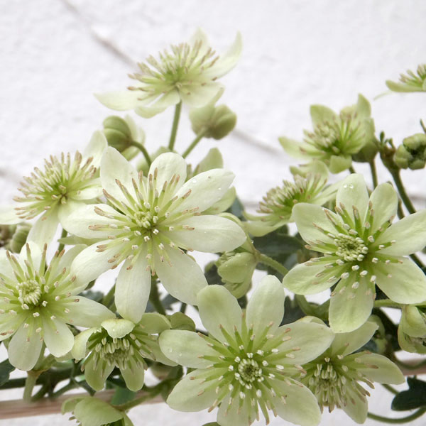 園芸ネット本店｜クレマチス：ピクシー3号ポット（フォステリー系） 6