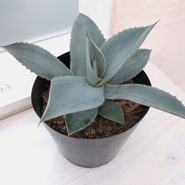 園芸ネット本店｜アガベ：ブルーウェーブ 5号 の通販【公式】