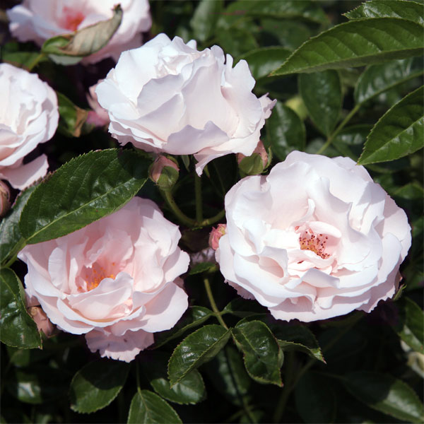 園芸ネット本店｜オールドローズ：ブラッシュ ノアゼット6号鉢植え の