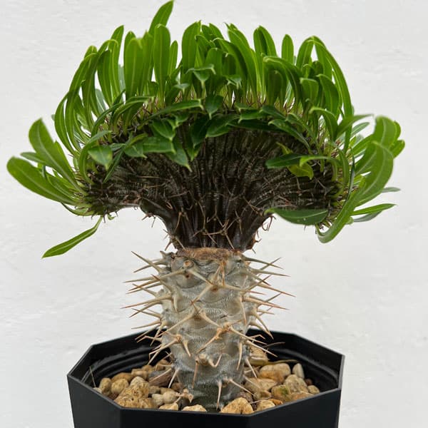 園芸ネット本店｜パキポディウム：ラメリー（綴化接木）4号鉢植え の