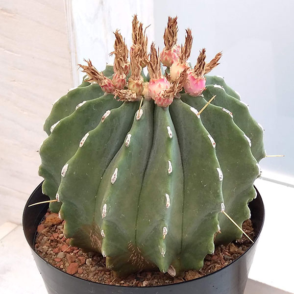 園芸ネット本店｜サボテン：王冠竜 5号 の通販【公式】