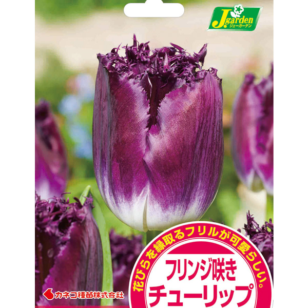 園芸ネット本店｜チューリップ（フリンジ咲）：パープルクリスタル（紫